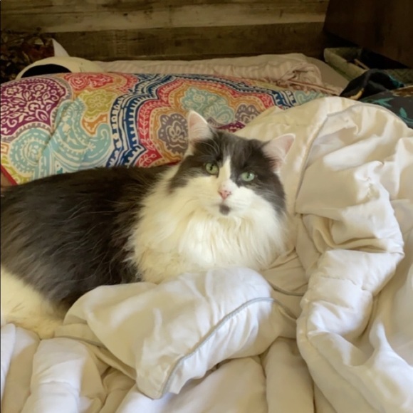 Ashley’s MOVING Closet✨ EVERYTHING MUST GO! Make an offer! - Picture 4 of 6